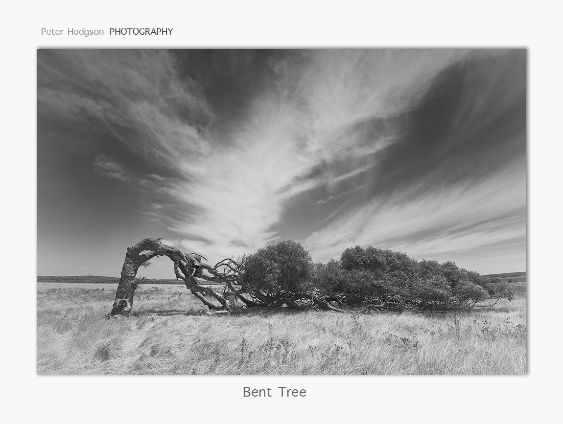 BENT Tree blog